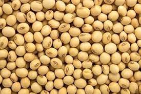 Soya Seed